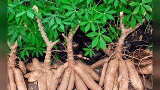 Become Rich In Less Than 6 Months From Growing High Yielding & Disease Resistant Cassava Stem |