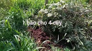 rải phân gà cho cà phê không phải đụng tay | dân cà phê #phanga #bonphancaphe #caycaphe