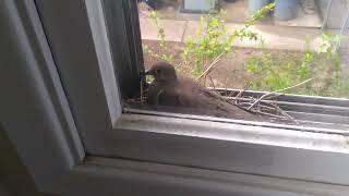 mourning dove nesting again