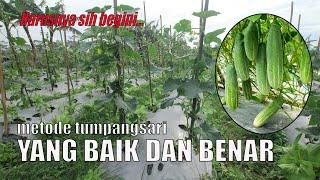 metode tanaman cabe tumpangsari dengan timun || cabe shypoon 2