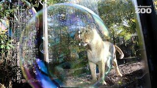 What do Asiatic lions think about soap bubbles?