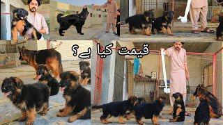 World Best Quality German Shepherd Dog in Punjab, German shepherd Puppy, 10 Pupps @animalhub381