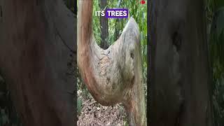 Shocking Truth about Crooked Forest Revealed! #trending #viral #trending #forest