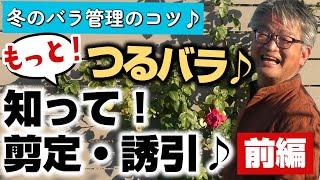 【バラの育て方】冬のバラ管理のコツもっと！つるバラ知って！剪定・誘引～前編（2022年12月2日）