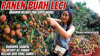 PANEN BUAH LECI JUMBO BISA MAKAN SEPUASNYA‼️ SAKING LEBATNYA JATUH² GAK ADA YG AMBILIN