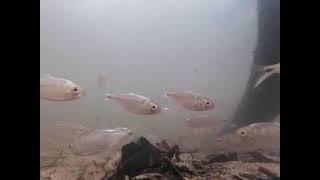 Wild freshwater fish in Costa  Rica - Astyanax orstedii & Amatitlania siquia in the natural habitat