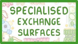 GCSE Biology - Specialised Exchange Surfaces