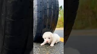 ToRung comedy: puppy rescue