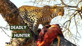 DEADLY Jaguar Hunt Caught on Camera! Jaguar Education