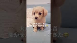 犬が反応する音　#shorts