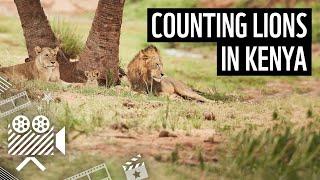 How we're helping lions | WWF