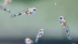 Neon Blue Acara fry feeding - feeding acara fry with baby brine shrimp (artemia) for the first time