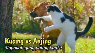 Serem !!! Pertarungan Kucing vs Anjing