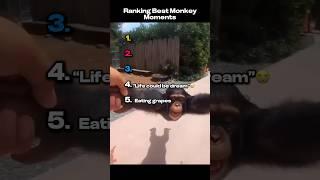 Best Monkey Moments 