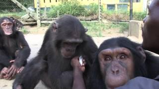 Keeping Sanctuary for Chimpanzees - A Day in the Life of Tcimpounga Narrated by Jane Goodall