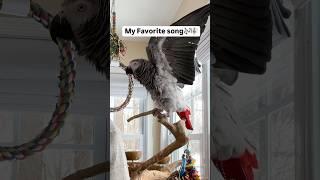 Symon says: This is my favorite song, I get all fired up when dad play this for me#talkingparrot