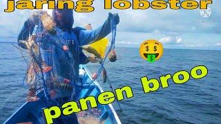 MENJARING LOBSTER LAUT || PANEN BROO || cara menangkap loster