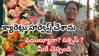 క్యారెట్లు హార్వెస్ట్ చేశాను ,ఫెయిల్యూరా ?సక్సెస్ ?మీరే చెప్పండి#@AadiLakshmiTerraceGarden #