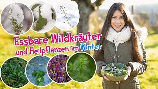 Wild herbs in winter  Discover healing powers and hidden treasures of nature ️ #wildherbs