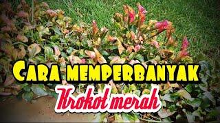 Begini cara memperbanyak krokot merah