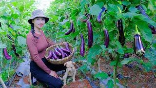 Harvesting Eggplants - Make Lanterns, Crispy Fried Eggplants & Grilled Purple Fish with Onion Grease