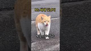 예전같지않은 길고양이 플러팅