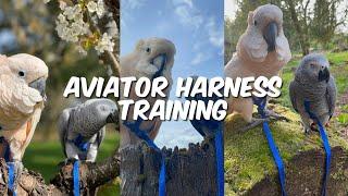 How to put Aviator Harness on! Parrots harness training!