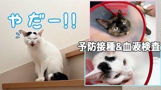 【予防接種】動物病院に行くのを察して「やだ！」と喋る猫