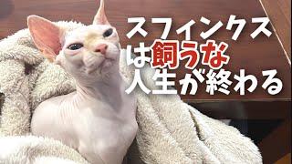 スフィンクス猫を飼ってはいけない理由をお知らせします…