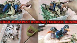 Cara Mudah Merawat Anakan Burung Tengkek Udang