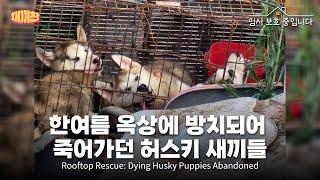 한여름 옥상에 방치되어 죽어가던 허스키 새끼들 Roooftop Rescue Dying Husky puppies Abandoned