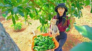 FULL 60 DAYS: Harvesting the Bui Beo Avocado Garden - Making Dishes From Avocado| Thu's Country Life