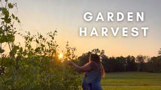 HARVEST GOLDEN Hour | New Fruit!