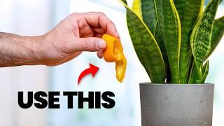 10 Plant Care Tips NOBODY Tells You (but are EASY to do)