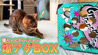 テンション爆上げBOXで遊ぶ猫