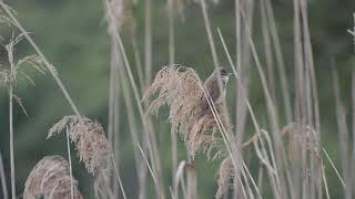 Great reed warbler song (Acrocephalus arundinaceus)