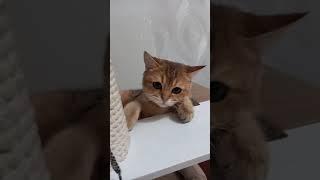 Одна из любимых игр Марселя. Позитив от Марселя.