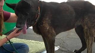 A5051116 Hope | German Shepherd