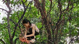Orphan girl - Go to the forest to pick fruit and sell it in exchange for food and daily work