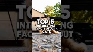 Top 5 interesting facts about cats #facts #animals #cat