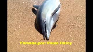 Golfinho bebé,encontrado morto na praia da Luz-Porto- paulo darcy