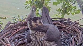 Young bird visit the nest | Dorset Hobby | July 24, 2024