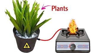 Getting lifetime Free Gas From Plants For Cooking, Future Gas