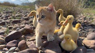 The kitten took a group of ducklings to travel outdoors, and finally the ducks got tired of running!