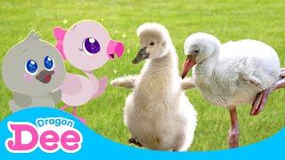 I Want to Glow Up!  | REAL Baby Swan & Flamingo Song | Learn Animals  | Dragon Dee Kids Songs