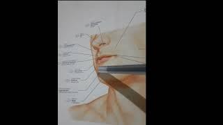 Hazm sistemasi 1. Og'iz bo'shlig'idagi Milk,lab,lunj va tanglay anatomiyasi.#Hazm #Anatomiya