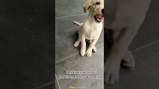 Discover the Ultimate Dog Training in Delhi! #shorts #ytshorts