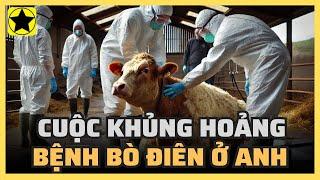 Cuộc khủng hoảng bệnh bò điên đang tàn phá ngành chăn nuôi ở Anh như thế nào?