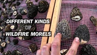 Harvesting & Grading Different Kinds of Wildfire Morels