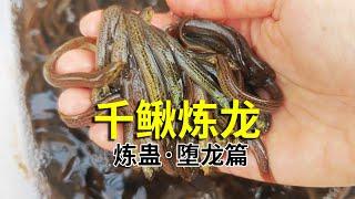 1000条泥鳅能炼出传说“堕龙”吗？炼蛊之千鳅炼龙篇